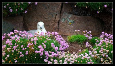 Handa Island .... Fulmar nesting in a wild flower garden