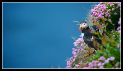 Puffins on the Edge