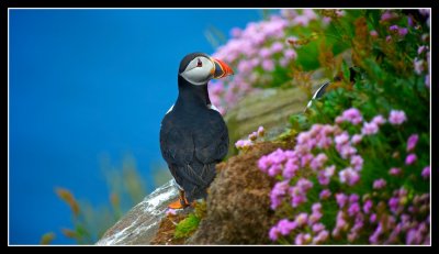 Puffin looking over his shoulder