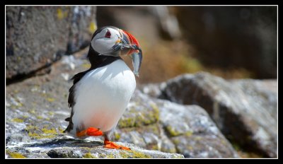 Dancing Puffin