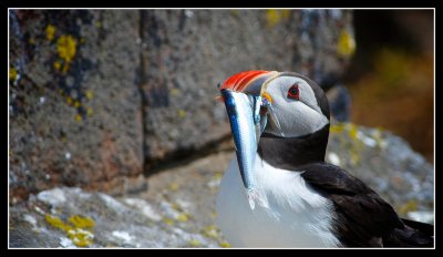 Puffin with Catch