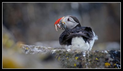 Puffin with catch