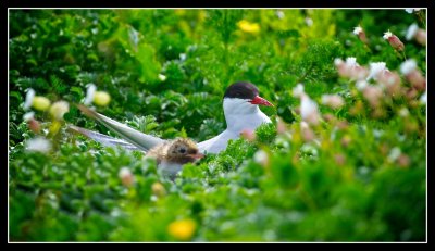 Arctic Tern with Chick