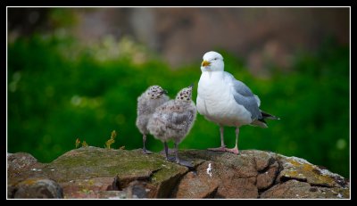 Herring Gull with Chicks