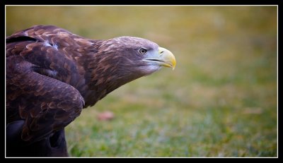 White Tailed Eagle - A Reintroduction Success Story