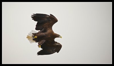 White Tailed Eagle - A Reintroduction Success Story