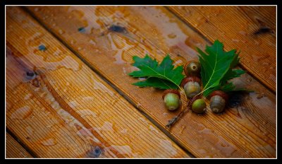 Always See the Oak in the Acorn !