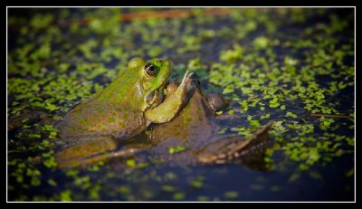Frog Embrace