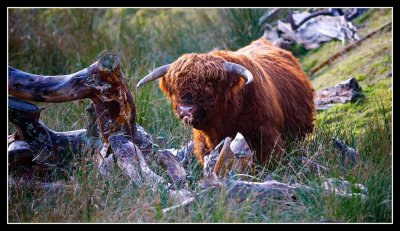 A Load of Highland Bull