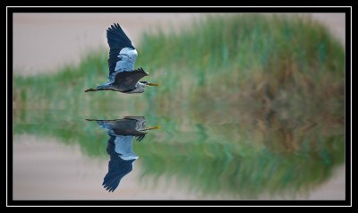 Heron Reflection