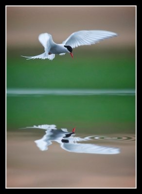 Arctic Tern Hovers 