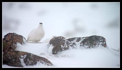 Male Ptarmigan showing his Red Eyebrow