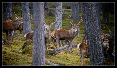 Wintering Group of Stags