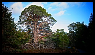 Centuries Old Majestic Scots Pine