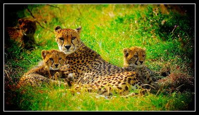 Cheetah Family