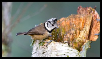 Cairngorm Crested Tit