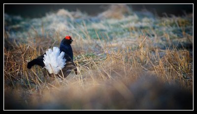 Black Grouse at Lek