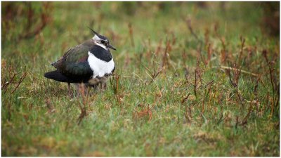 Female Lapwing with Two Chicks Sheltering Below Her