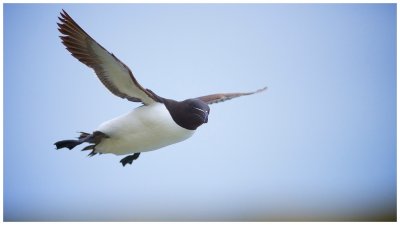 Razorbill Looks on