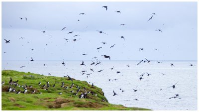 Puffins Galore