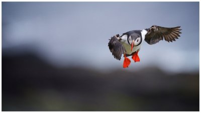 Puffin Puts the Air Brakes On