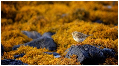 Meadow Pipit