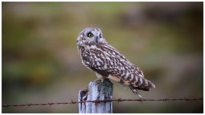 Short Eared Owl at Dusk