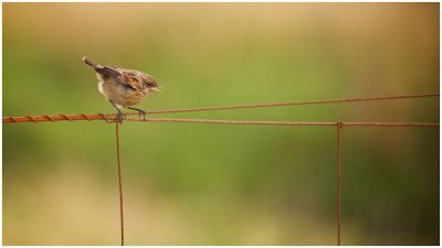 Whinchat Chick