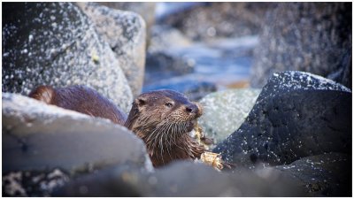 Otter Feeds