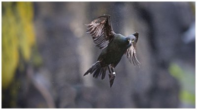 Ungainly Shag Arrival