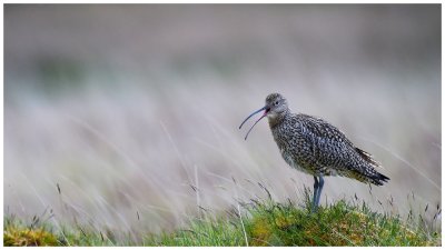 Curlew