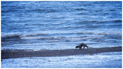 We tracked this Otter early one morning, but again he lost us.