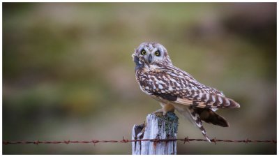 Short Eared Owl at Dusk