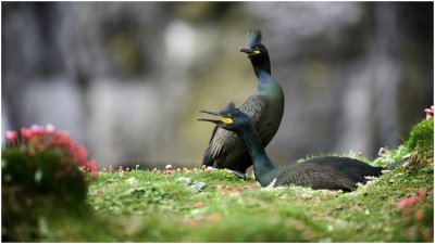 Pair of Shags with Summer Plumage