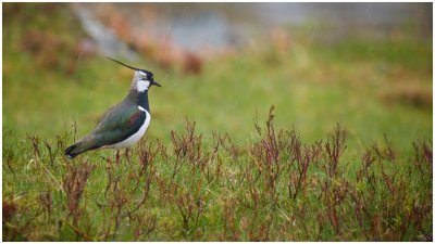 Male Lapwing or Peawit in Scotland