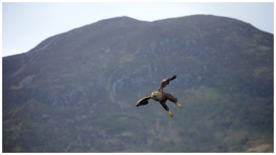 Fish Sighted ........ Incoming Eagle 