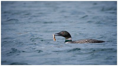 Great Northern Diver