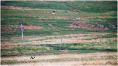 A Pair of Hen Harriers