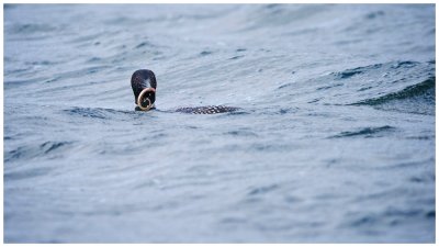 Great Northern Diver