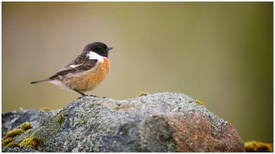 Stonechat