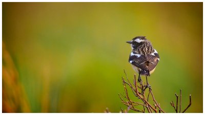 Whinchat Male