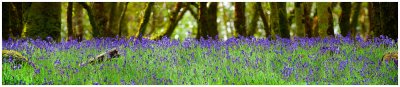 Inland Bluebells in a Wooded Dell