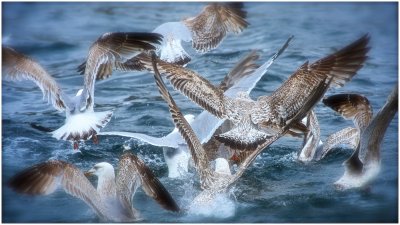 Gull Frenzy