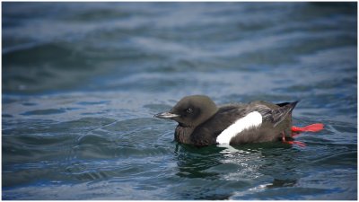 Black Guillemot