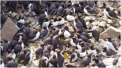 Guillemot Gathering