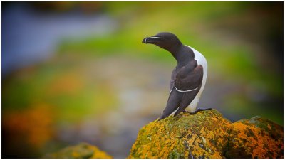 Razorbill ..... What is that Noise  ?