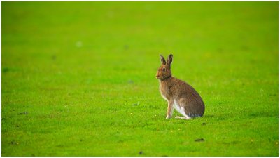 Brown Hares here have Shorter Ears than the Mainland Ones