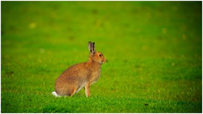 Brown Hare in Evening Sunshine