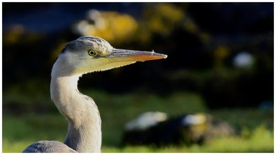 Grey Herons are in Every Bay