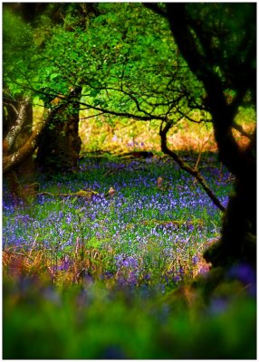 Bluebell Forest